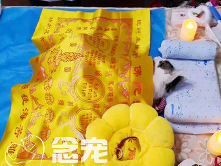 爱宠善终案例