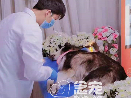 爱宠善终案例