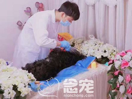 爱宠善终案例