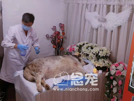 爱宠善终案例