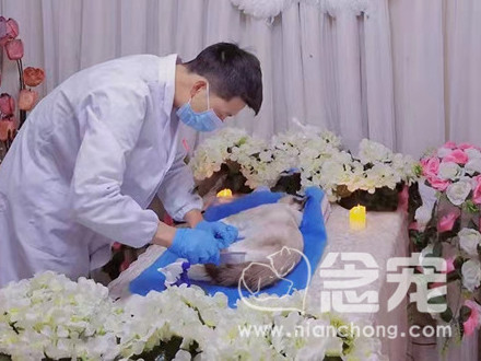 爱宠善终案例